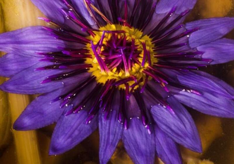 בית מלון כפרי Hofi Villa