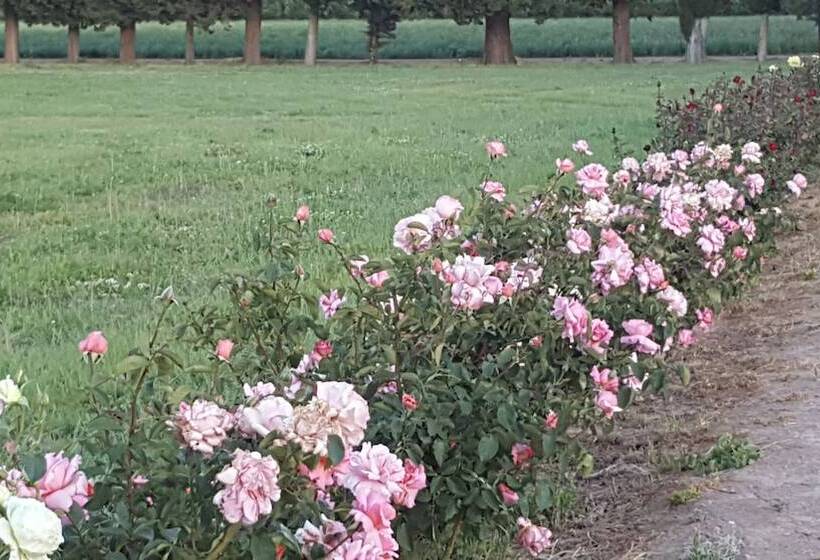 Complejo Río Los Patos Cabañas Y Hostel