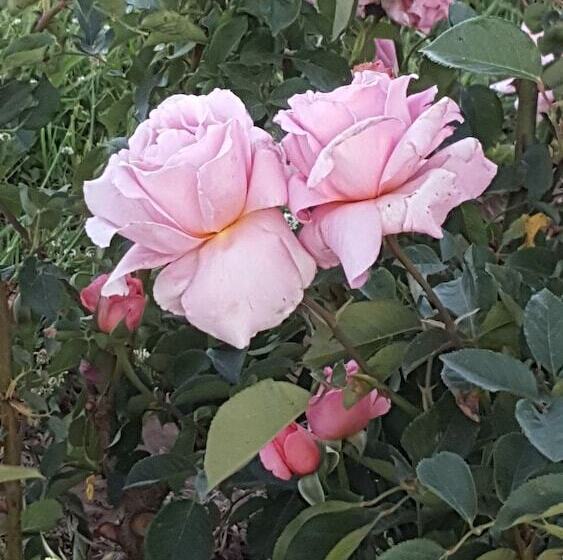 Complejo Río Los Patos Cabañas Y Hostel