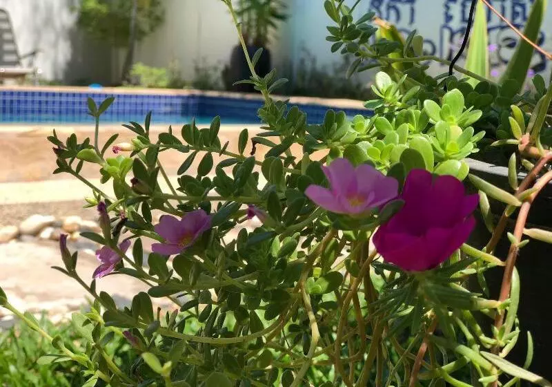 پانسیون Nika's House