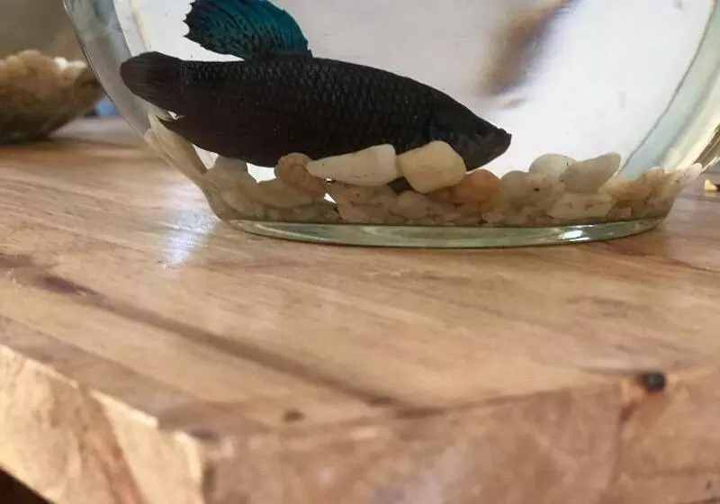 پانسیون Nika's House