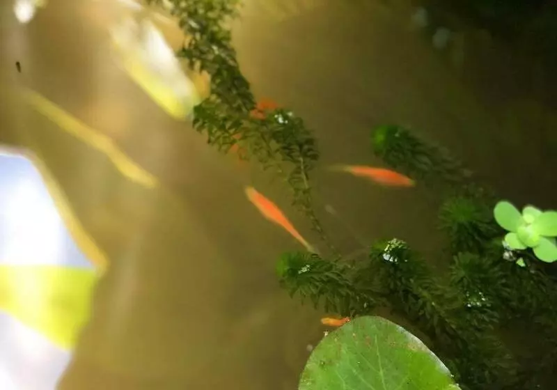 پانسیون Nika's House