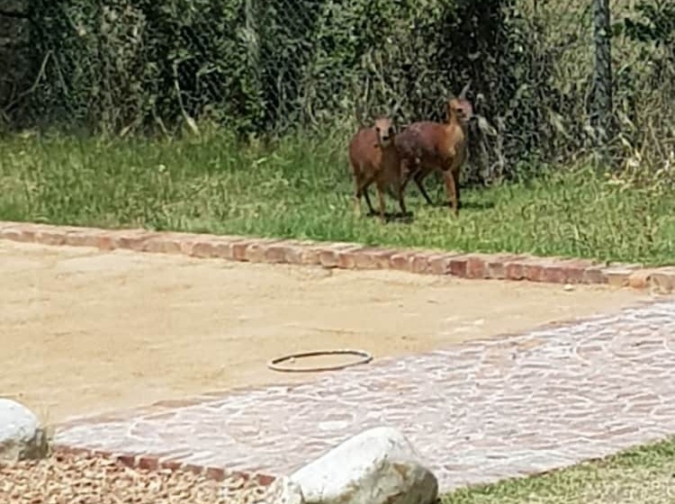 پانسیون Sandmartins
