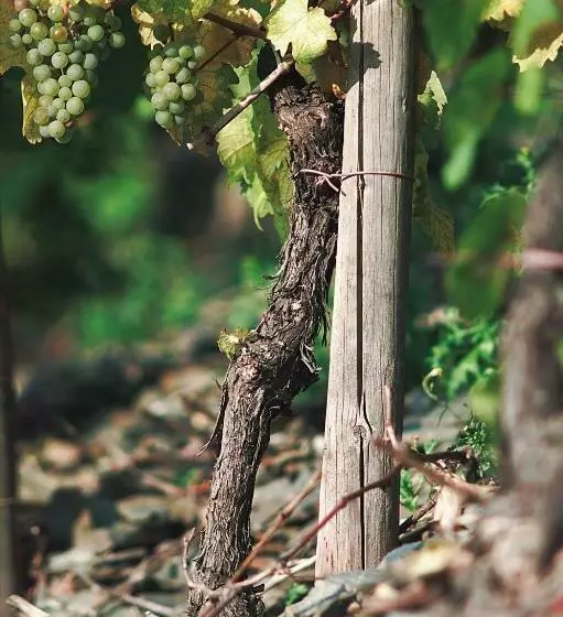 Pension Und Weingut Moselblick