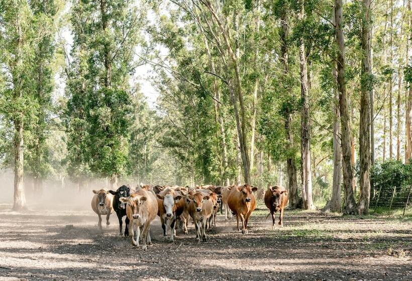 בית מלון כפרי Africamps At Oakhurst  Glamping