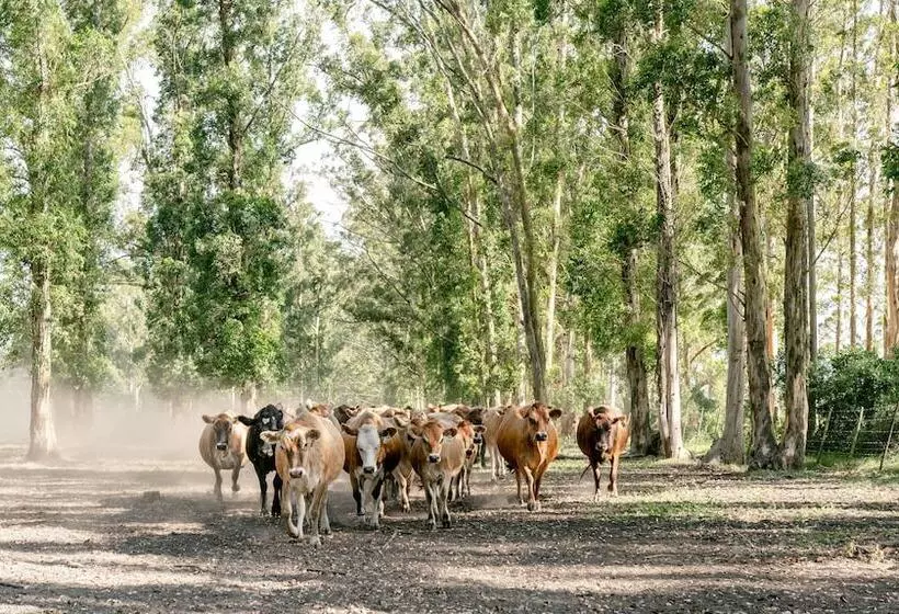 Hotelli Africamps At Oakhurst  Glamping