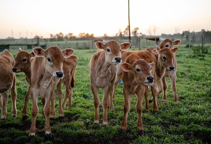 בית מלון כפרי Africamps At Oakhurst  Glamping