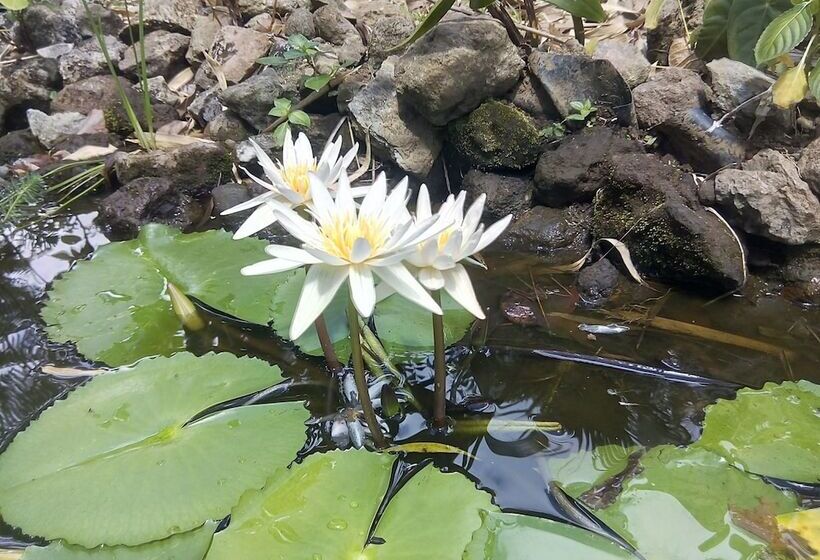 پانسیون Poivre & Citronnelle