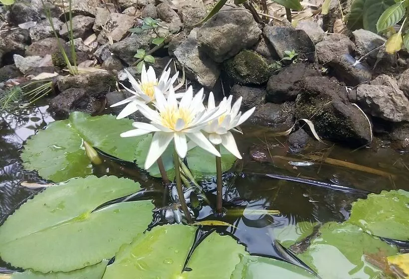 پانسیون Poivre & Citronnelle