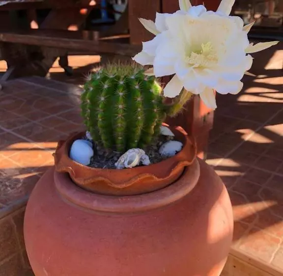 پانسیون Banthai Guesthouse