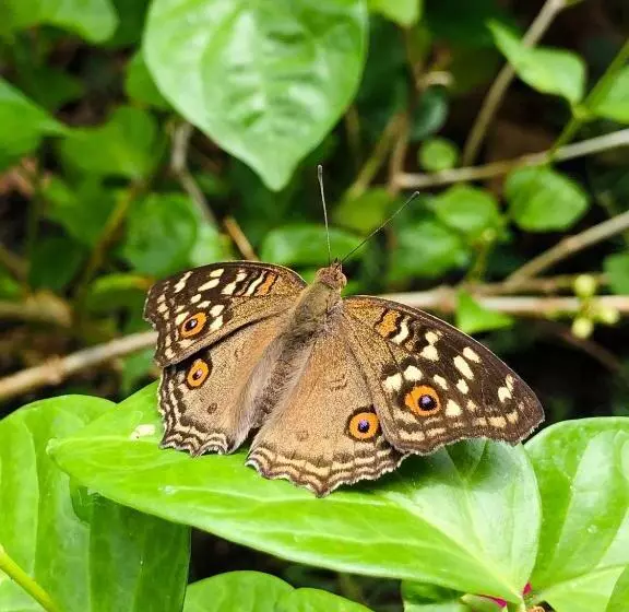 پانسیون Banthai Guesthouse