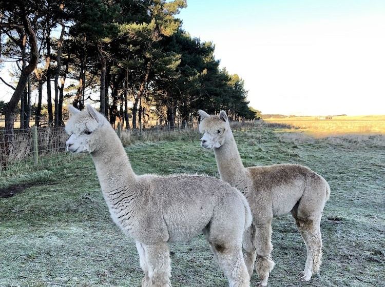The Woodland Cottage