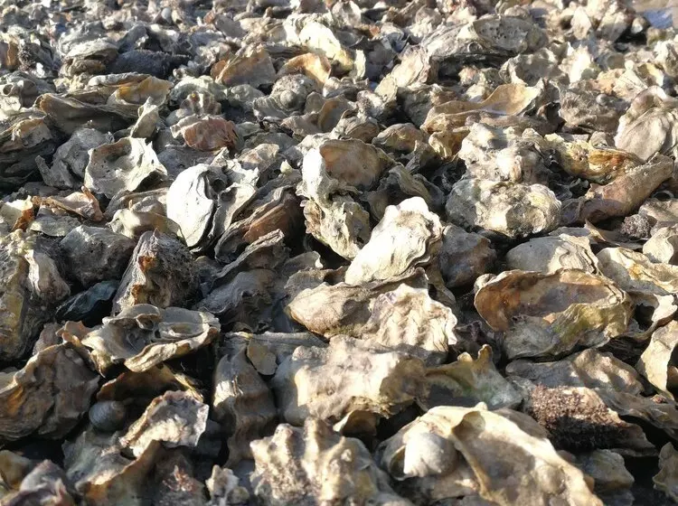 La Cabane Du Truquet