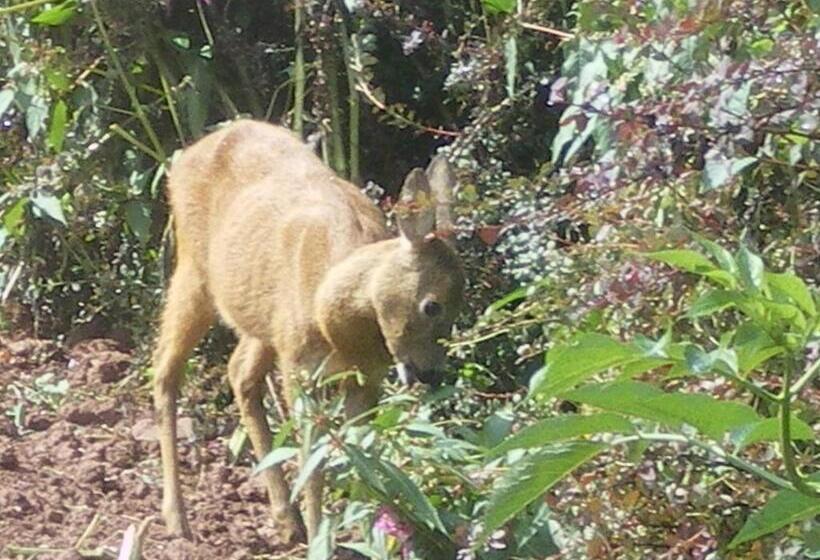 ベッドアンドブレックファースト Le Clos Des Aulnes