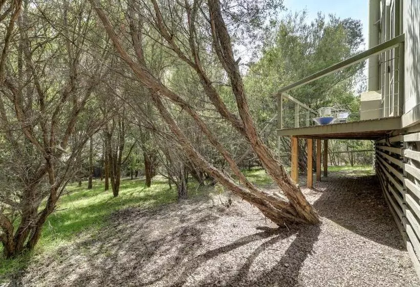 Casuarina