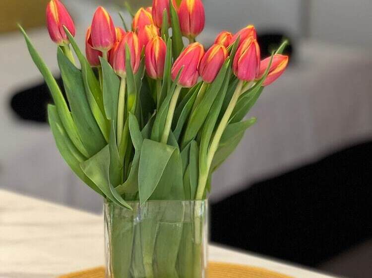 Apartments Noa Old Town