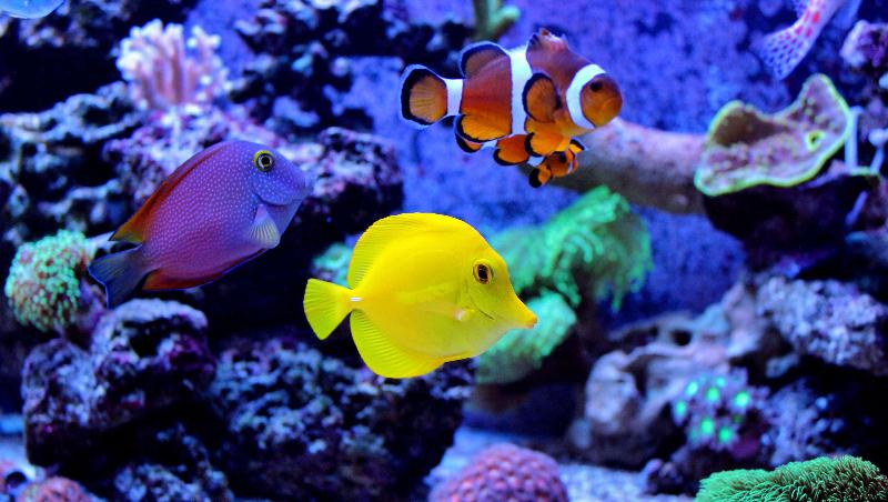 هتل Quality Inn & Suites I 10 Near Fiesta Texas