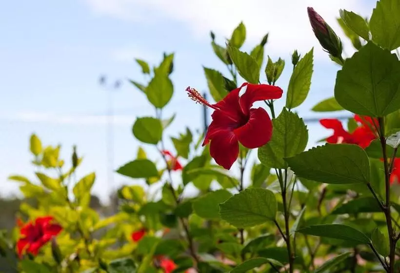Apartamentos Cala Murada Tennis