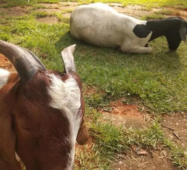 ペンション Pousada Recomeço Da Paz - Antiga Pousada Araucária