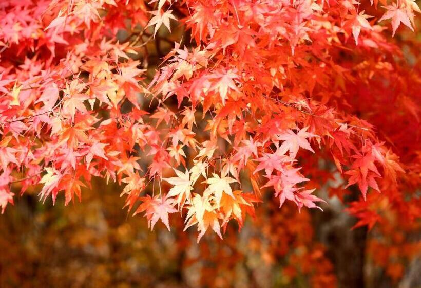 호텔 Onsen Glamping Shimablue