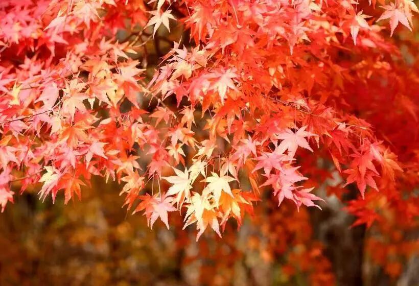 Hotelli Onsen Glamping Shimablue