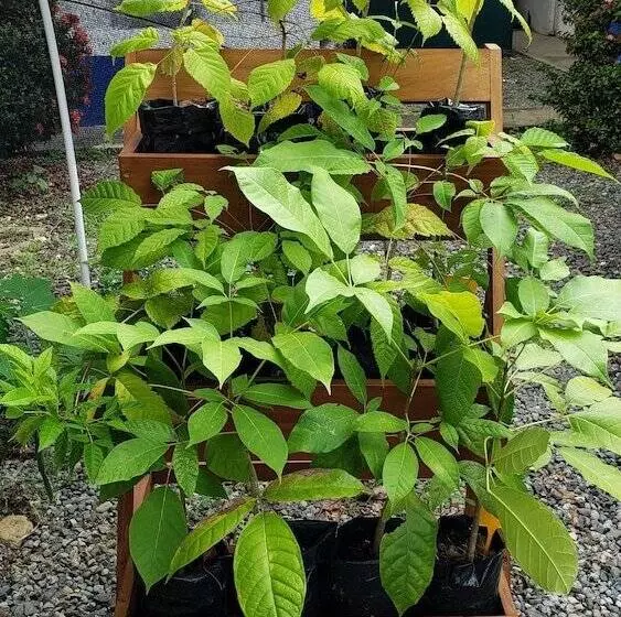 Aamiaismajoitus (B&B) Saltish Hotel & Villas