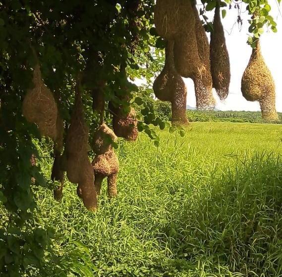 Курорт Aqua House Hotel Yala