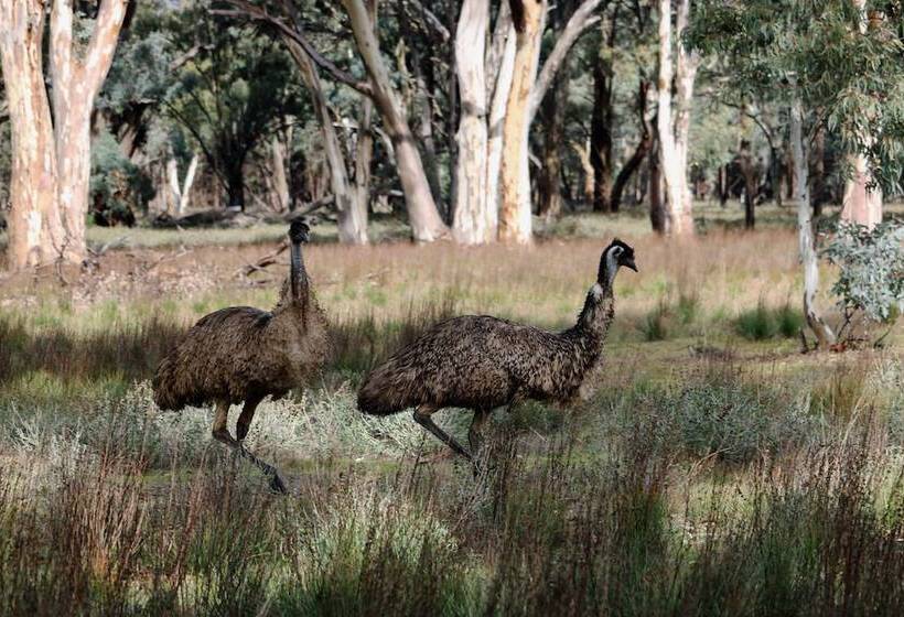 酒店 Arkaba Homestead