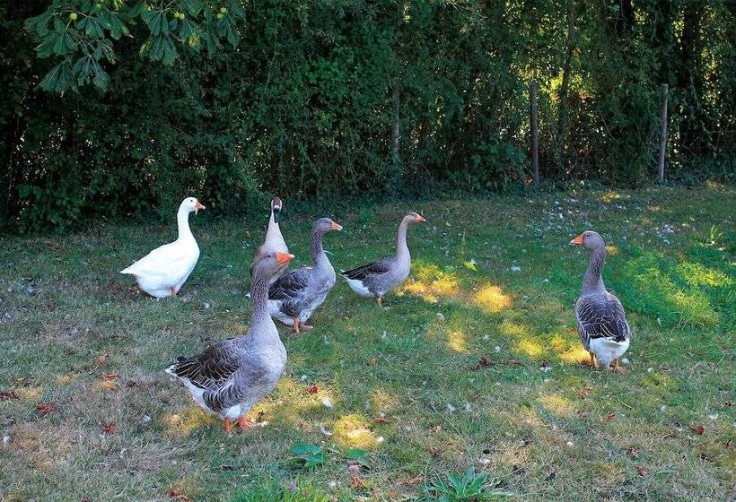 بنسيون Le Chêne Creux