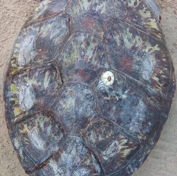 פנסיון Nilaveli Beach Rooms