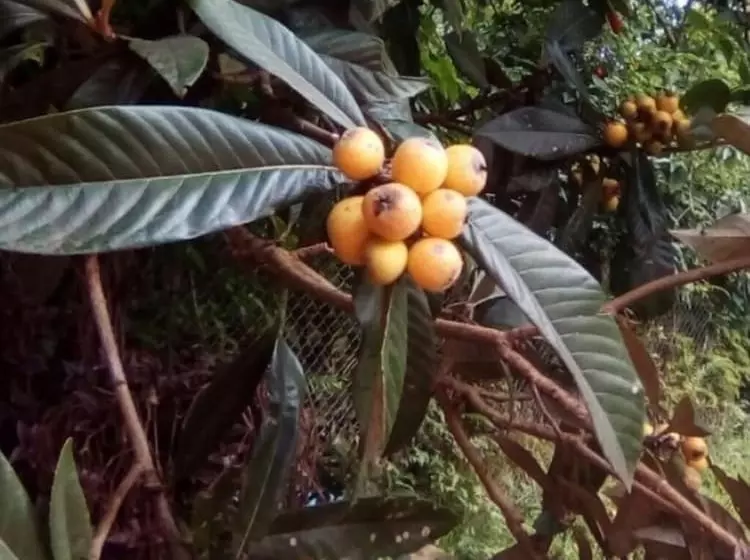 Espaço Uniflora Eventos