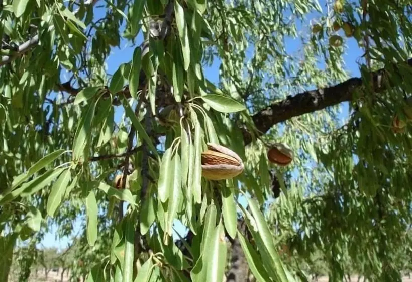 Majatalo Los Trulls D´auligué