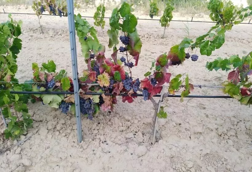 Majatalo Los Trulls D´auligué