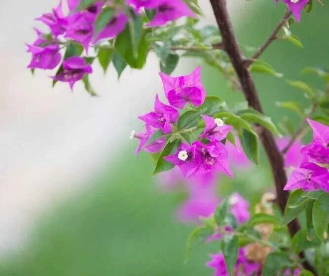 ホテル Glaro Garden