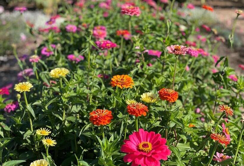 Otel Mountain View Lodge