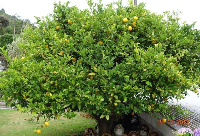 Beachside Sunnyvale Motel