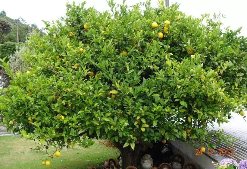 Beachside Sunnyvale Motel