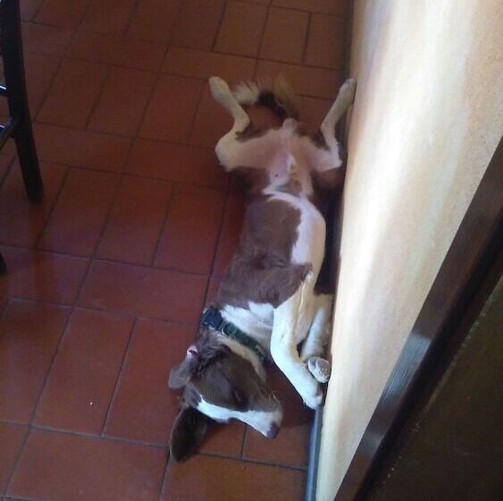 Сельский отель Agriturismo I Greppioli