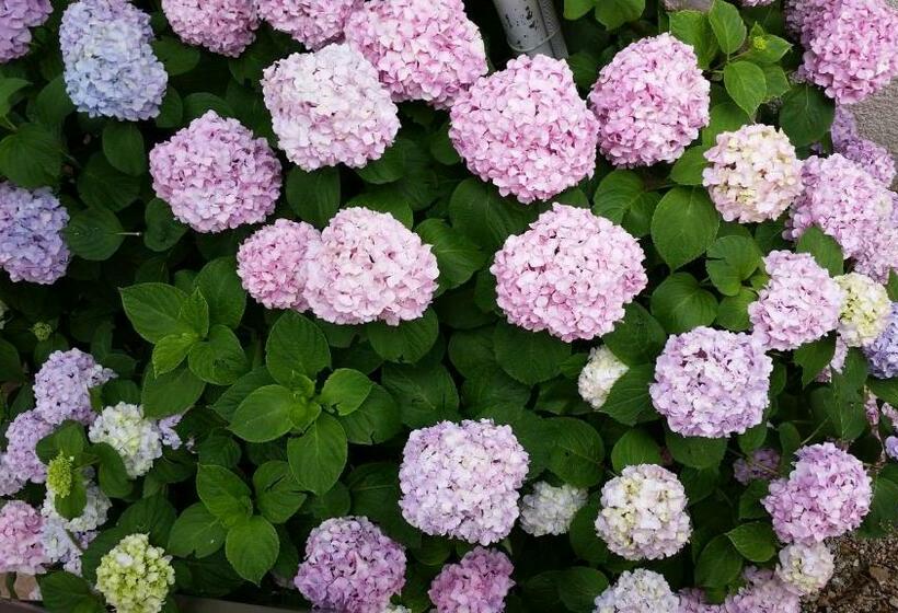 Apartments Villa Falkoni