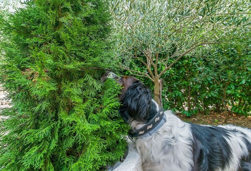 Villa Holiday Home Zvečanje