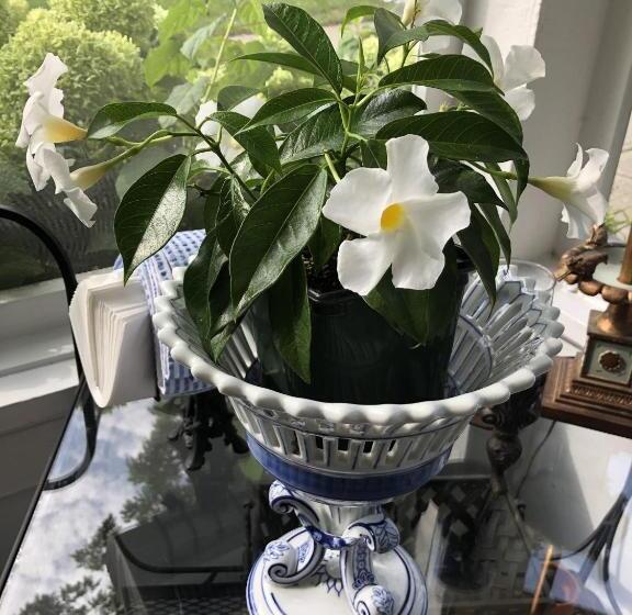 צימר Silvershell Inn