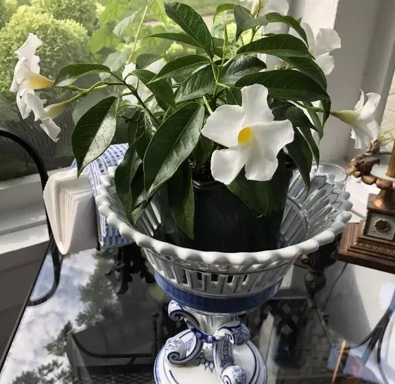 Aamiaismajoitus (B&B) Silvershell Inn