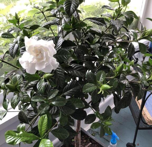 צימר Silvershell Inn