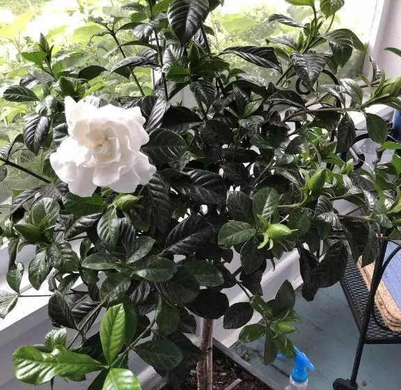 Aamiaismajoitus (B&B) Silvershell Inn