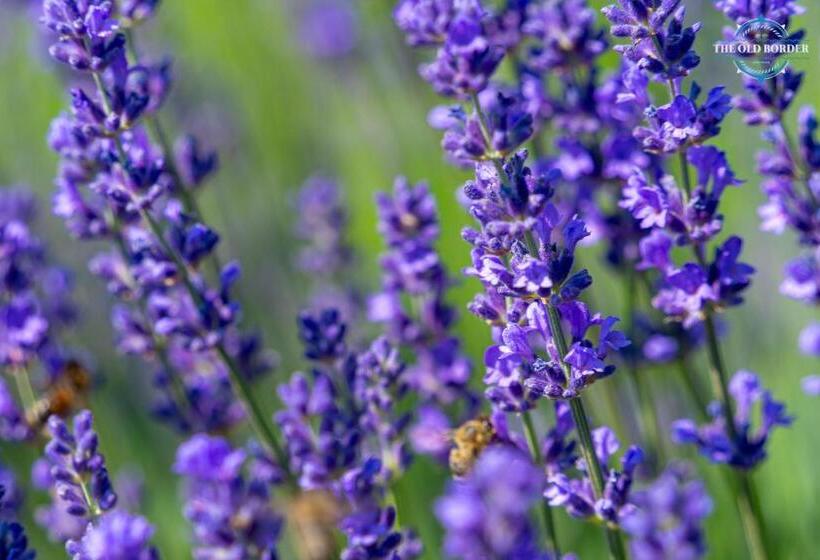 Отель The Old Border