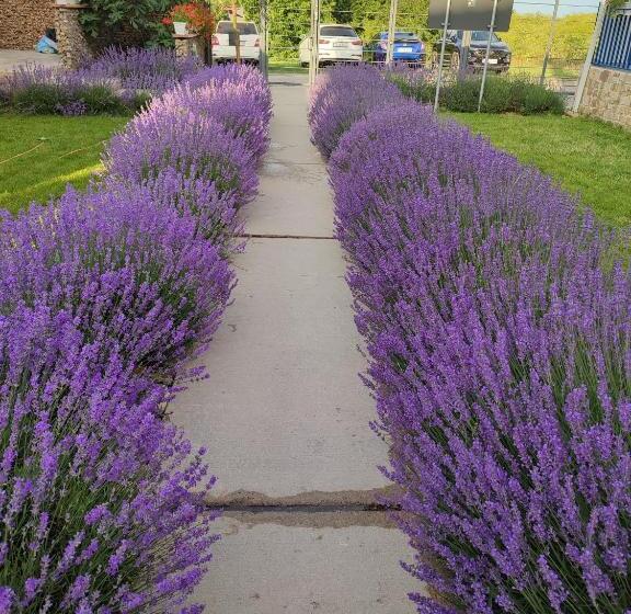 Отель The Old Border