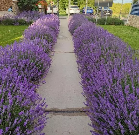 هتل The Old Border