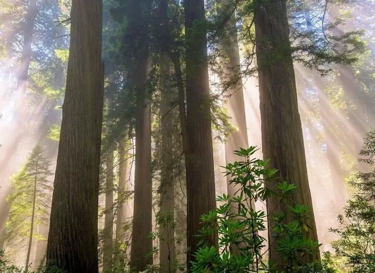Sherwood Forest Motel