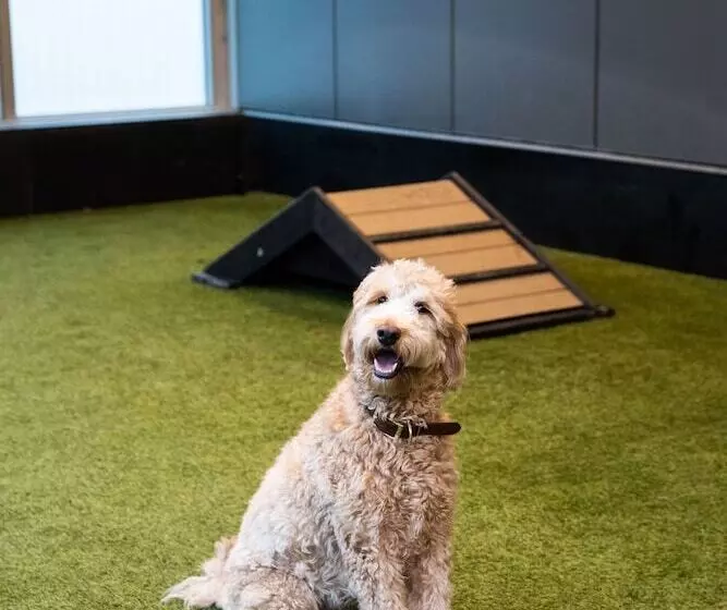 Level Chicago  Old Town