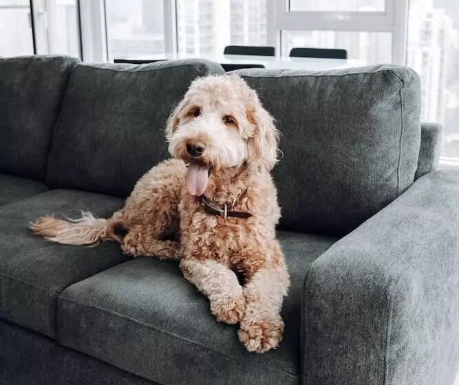 Level Chicago  Old Town